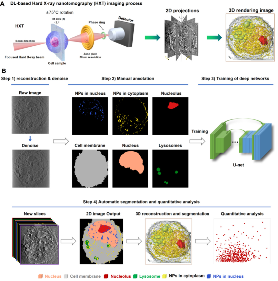 人工智能賦能納米分辨CT表征技術(shù)，驅(qū)動(dòng)新型納米藥物與細(xì)胞技術(shù)研發(fā)新紀(jì)元